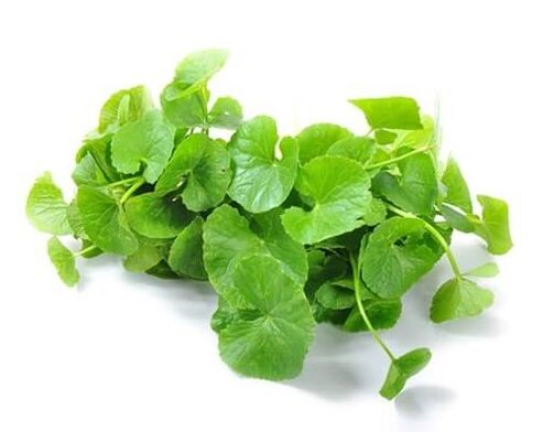 Weiprost Contains Centella asiatica